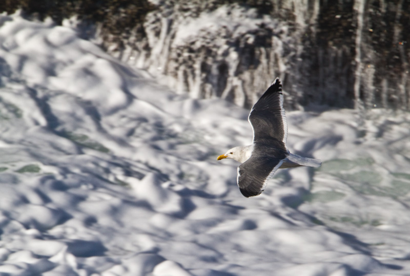 Gull In Flight